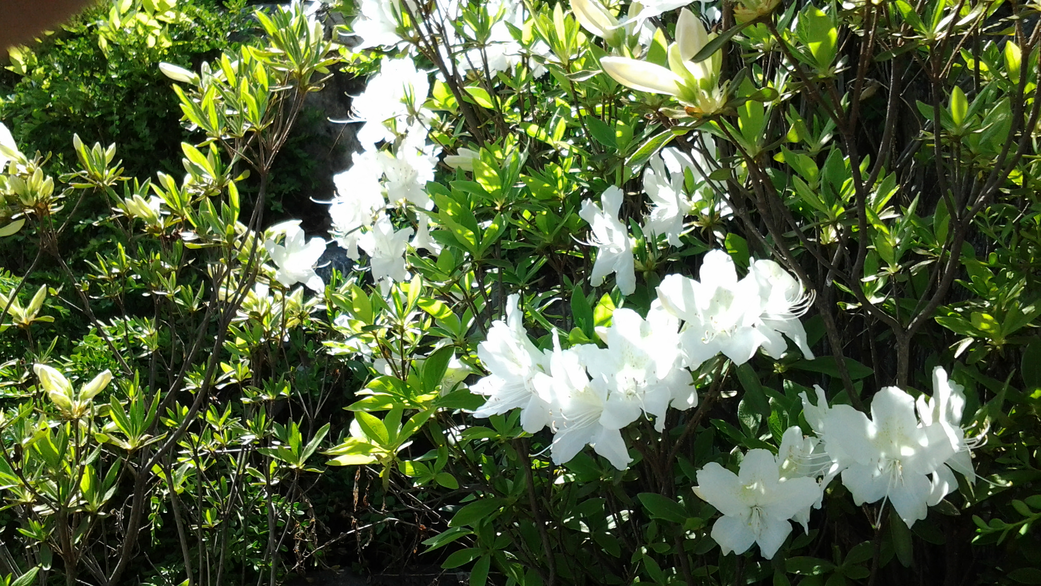 20120503_154945.jpg : 꽃
