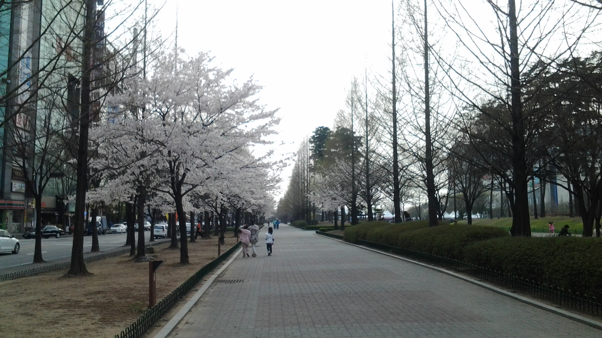 20120420_163142.jpg : 벚꽃