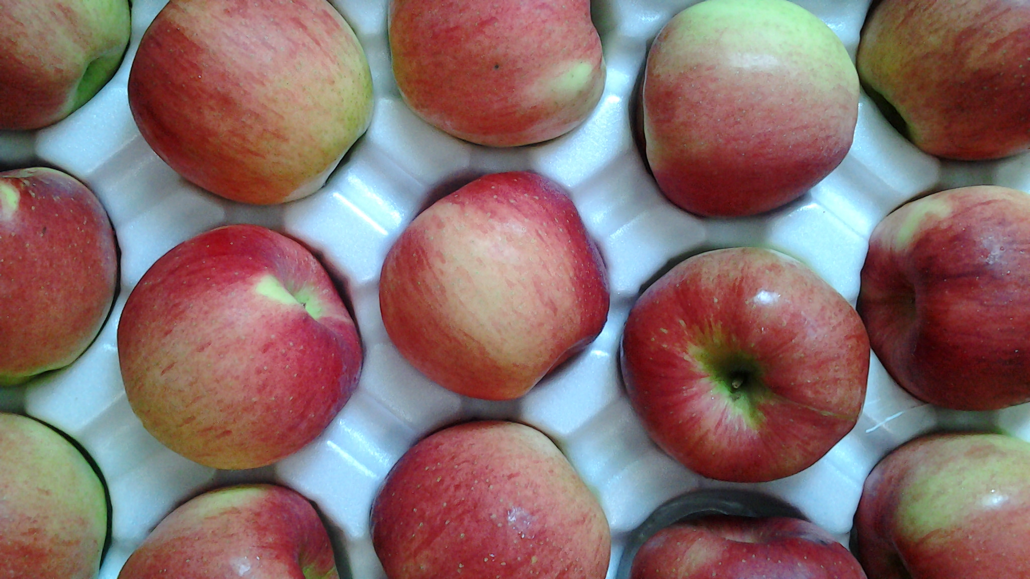 20120925_115425.jpg : 사과